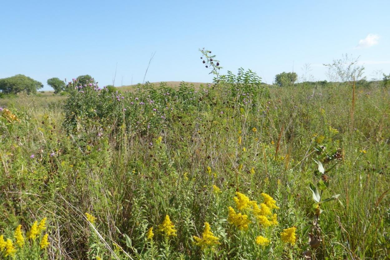 Spring Creek Prairie Audubon Center, Denton, NE